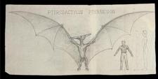 THE VALLEY OF GWANGI (1969) - Ray Harryhausen Hand-Drawn Pterodactylus Scale Comparison